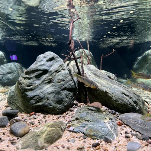 Image of Aquarium Rocks Green River Rocks 10lb Fish Tank Rocks Natural Smooth Stones & Pebbles for Aquascaping Landscaping Models Terrariums and Amphibian Enclosure(4-8inch /3Pcs)