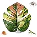 Jumping Spider Plants - Realistic Pets Supplies with Suction Cup - Jumping Spider Accessories,for Greenhouse Terrarium Snake Carpet Hermit Egg Indoor Pet Zoo Bird Coop