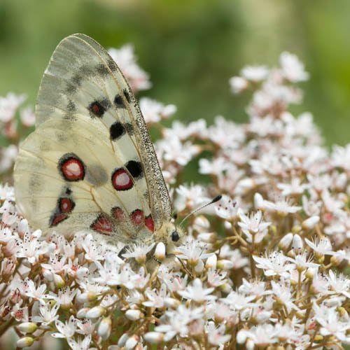 Outsidepride Plantas de cobertura del suelo perenne Sedum Oktoberfest tolerantes al calor y la sequía, suculentas, cultivo de piedra, 1000 semillas