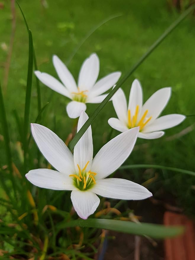 Zephyranthes White Rain Lily Flower Bulbs (Not Seeds) - White Colour - Pack of 15 Pieces-image-12