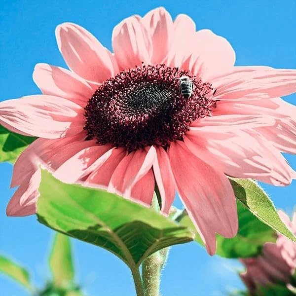 Miniatura 2 de DouxiE 50 semillas de girasol rosa sin OMG para plantar, alta tasa de germinación, variedad de flores tradicionales para tu hermoso jardín