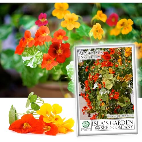 Nasturtium Alaska Mix Seeds (Tropaeolum nanum) – 50+ Heirloom Non-GMO Seeds by Isla’s Garden Seeds, Stunning Variegated Foliage & Vibrant Blooms, Edible Flowers, Perfect for Gardens & Containers