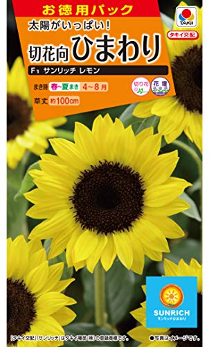 ^LCc(Takii Shubyo) p ؉ԌЂ܂ F1Tb` FHM601EBF