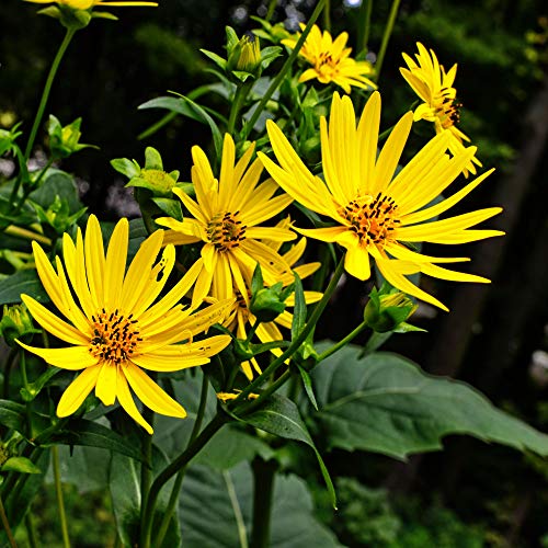 Outsidepride Silphium Cup Plant Flower Seeds - 400 Pcs Perennial, Tall 3-7 Feet, Attracts Bees & Butterflies, Full Sun, Loamy Moist Soil for Pollinator Gardens & Wildlife Support