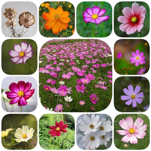 Cosmea Winterhart Die 15 besten Produkte im Vergleich BetterFamily