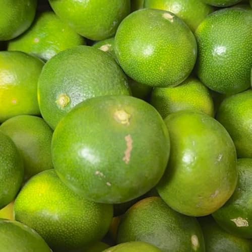 Iʗ 󂠂i F{Y ݂ KiO 2.5kg ݁y002zɑ݂ ݂ B݂  Ȃ STCY`3L TCYs F{ B  F{Y  Hi ƒp 󂠂