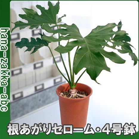 Amazon 観葉植物 フィロデンドロン セローム 4号鉢 スタイリッシュな根あがりタイプ インテリアグリーン 観葉植物 オンライン通販 Amazon 観葉植物 フィロデンドロン セローム 4号鉢 スタイリッシュな根あがりタイプ インテリアグリーン 観葉植物 オンライン通販