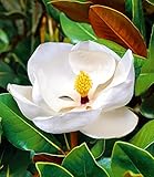 BALDUR Garten Magnolie 'Grandiflora',1 Pflanze, imposante Blüten bis 25 cm, herrlich duftend, winterhart, mehrjährig, pflegeleicht, ideal für Beet & Kübel