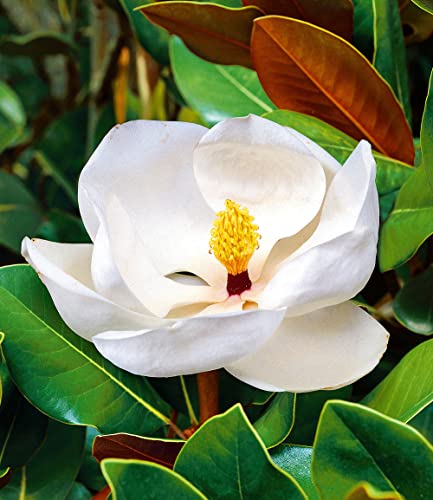BALDUR Garten Magnolie 'Grandiflora',1 Pflanze, imposante Blüten bis 25 cm, herrlich duftend, winterhart, mehrjährig, pflegeleicht, ideal für Beet & Kübel