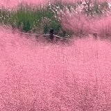 Muhlenbergia capillaris - wildkräuter gartenarbeit geschenk gartendeko für draußen alte sorten geschenke für gärtner stauden winterhart mehrjährig schmetterlingswiese 300Samen
