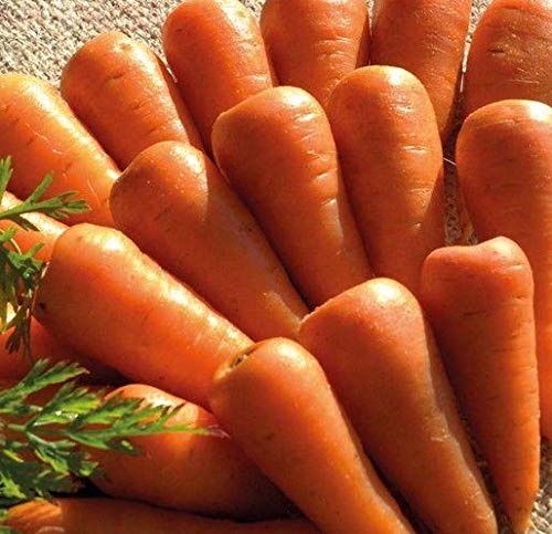 Amazon.com: Zanahorias 