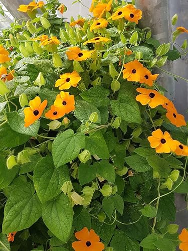 Black Eyed Susan Vine Seeds - 120 Seeds Approximately. Also Known as Clock Flower - Thumbnail 3