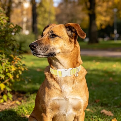 Image of ARING PET Dog Collar for Puppy Small Medium Large Dogs-Yellow Stripe M | Cute Spring Summer Fall Pet Collars with Bow Charm for XS S M L XL Boy Girl Dogs, Daily Wear Outdoor Walk Neighborhood Stroll