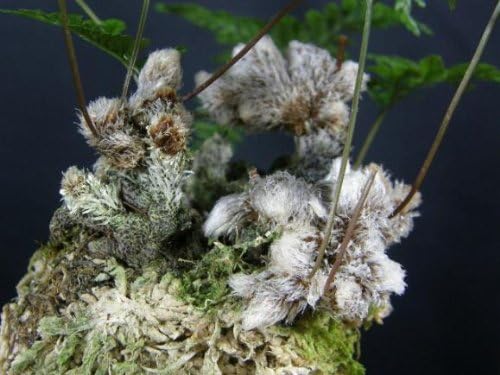 Amazon 山野草 ネコの手シノブ 石化シノブ 草