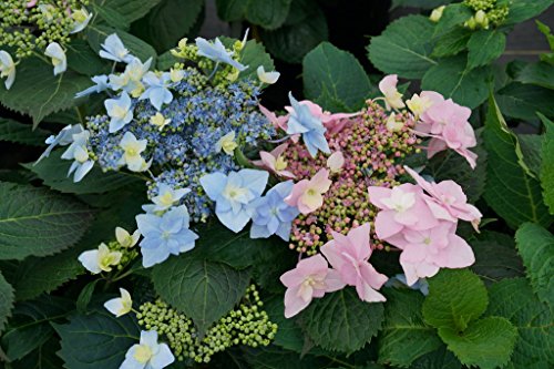 Tuff Stuff™ Ah-Ha Mountain Hydrangea Bush - Rebloomer - 4" Pot - Proven Winners #TOP28