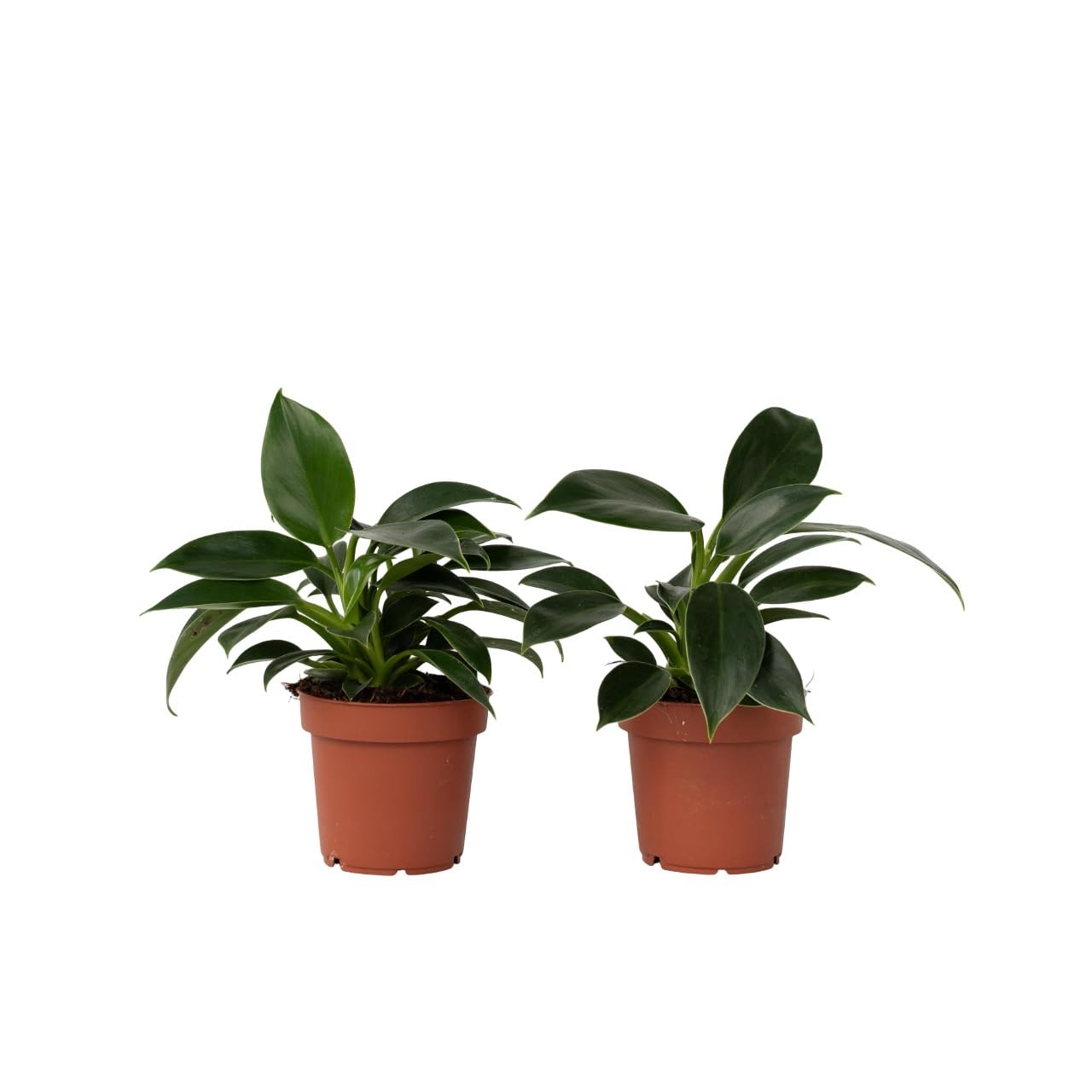 zierpflanze zimmerpflanze Eukalyptus Silver Dollar ca 60 cm Zimmerpflanze Duft Eukalyptus Pflanze  winterhart bedingt Zierpflanze im Topf