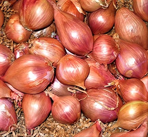 Golden Hills Farm Hybrid Shallots onion 300+ seeds (B096WD6LN9) Amazon Price History, Amazon Price Tracker