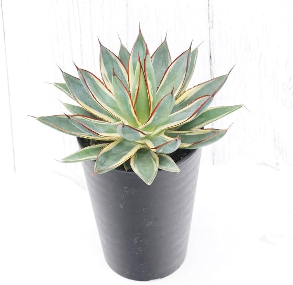 Amazon｜アガベ「バーント・バーガンディ」覆輪 3.5号鉢｜観葉植物