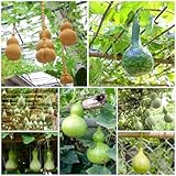 50 piezas de semillas de calabaza de botella, calabaza, semillas de hortalizas de invierno, semillas de plantas de interior, semillas de calabaza de botella orgánicas - Lagenaria siceraria - semi