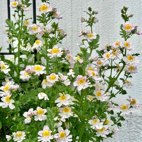 semillas de orquídeas de agricultor - jardín rocas, resistentes interior primavera 750pcs