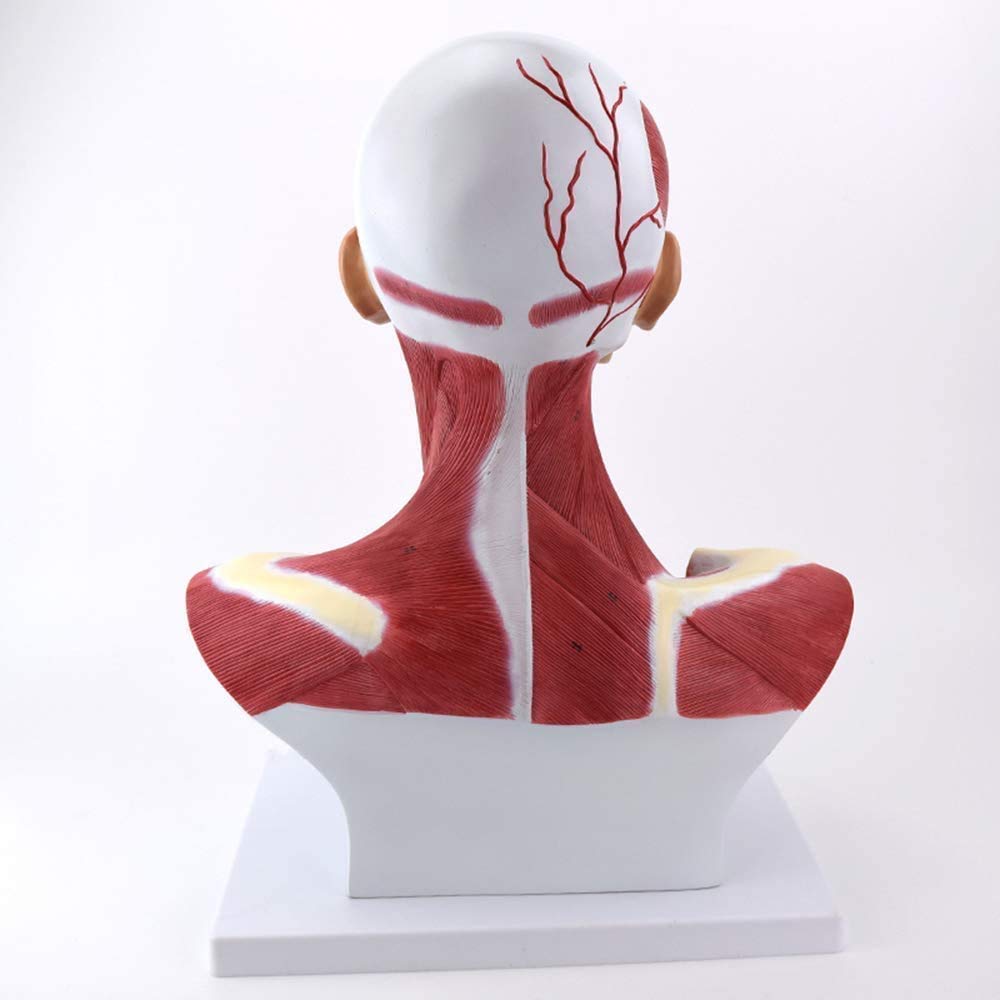 Model Nauczania, Zespół Głowy Ludzkiej, Model Anatomiczny, Mięśnie Szyi, Model Mięśni Tułowia Ludzkiego Do Szkoły, Materiały Dydaktyczne