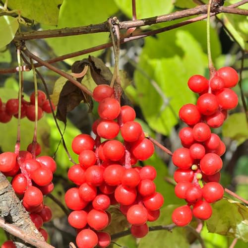 Semillas de schisandra, schisandra chinensis, jardín de balcón semillas de silvestres 20pcs