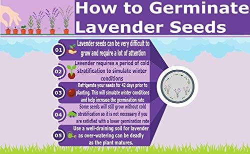 Lavender - French - 100 Seeds