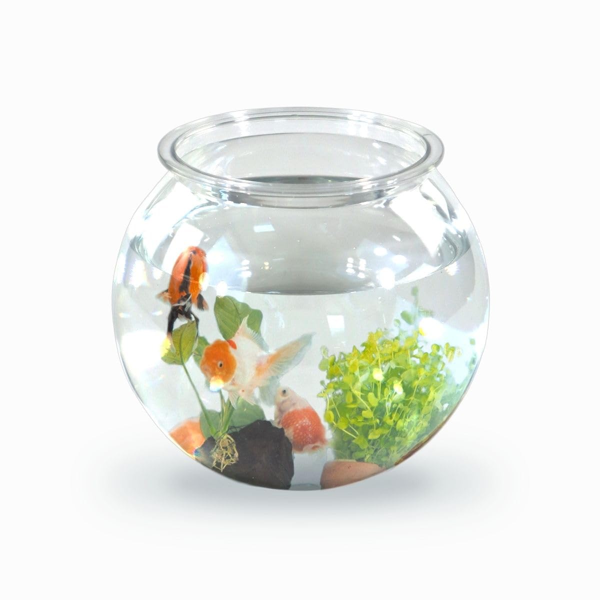 Mobiclinic® Pets, Pecera Pequeña, Nemo, 4 litros, Plástico PET ECO, Redonda, Diseño transparente, 20x20x17,5cm, Fácil limpieza, Resistente, Ideal para Decoración del hogar, Hierbas Acuáticas