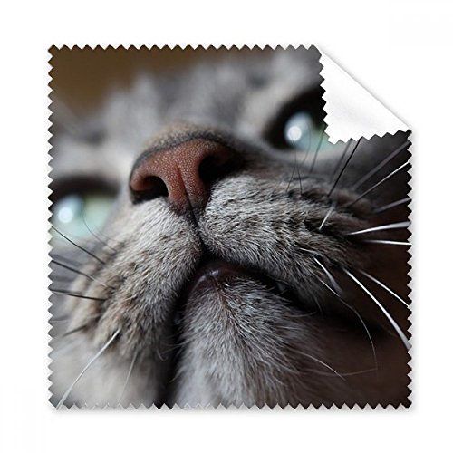 Chiffon de nettoyage chat mignon pour verres et écrans de téléphone portable