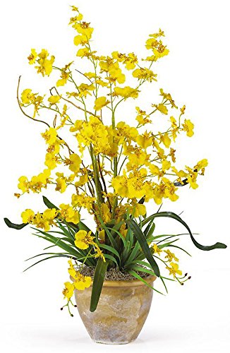 Babylon rare Orchids Oncidium Dancing Girl- Flowering size plant [shipping without flowers]