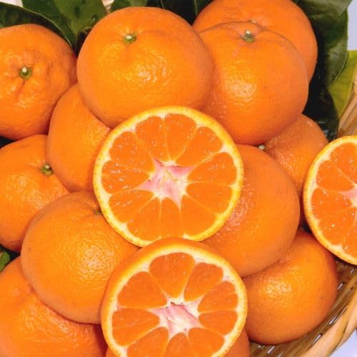 天空のみかん 愛媛 八幡浜 川上産 農地直送 宇和海の幸問屋 (贈答用 3kg)