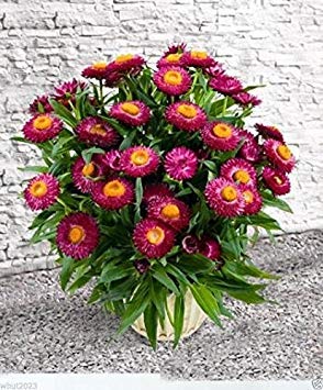 Semillas De Flor De Paja 'Swiss Giant Mix' - 0.75 G, Flores Anuales Para Secar, Ideal Para Jardín