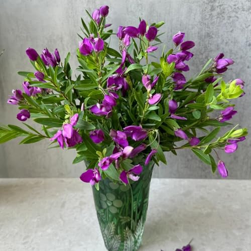 semillas de mirto, silvestres Semillas de Rhodomyrtus Tomentosa, regalos sostenibles de jardín de rocas variedades antiguas arbustos resistentes 30pcs