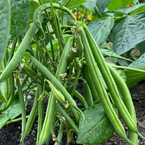 Dwarf French Bean Seeds – High-Yield & Compact Variety – Fresh Tasty Beans – for Your Kitchen Garden (Dwarf French Bean Tendergreen)