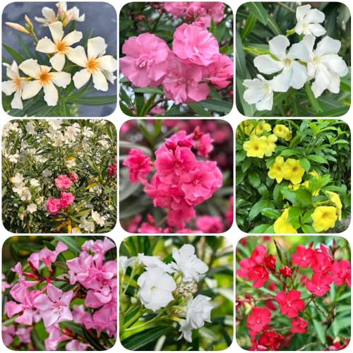 semi di oleandro, giardino roccioso Nerium oleandro, esotiche semi di giardino esterni esterno luoghi soleggiati 50pcs