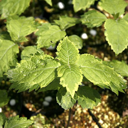 【山野草】三光覆輪見返り草