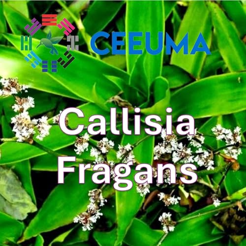 Callisia Fragans