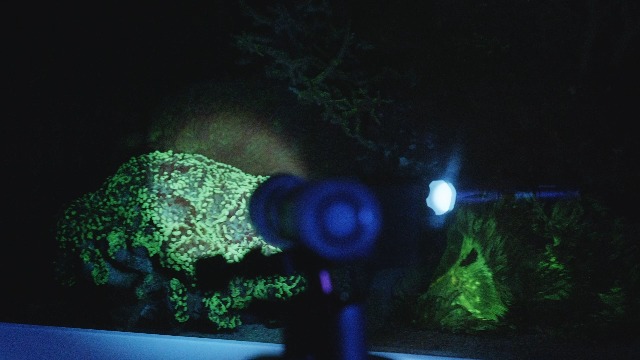 Orphek 2 Flashlights Pack - Azurelite II Blue LED for Coral Night