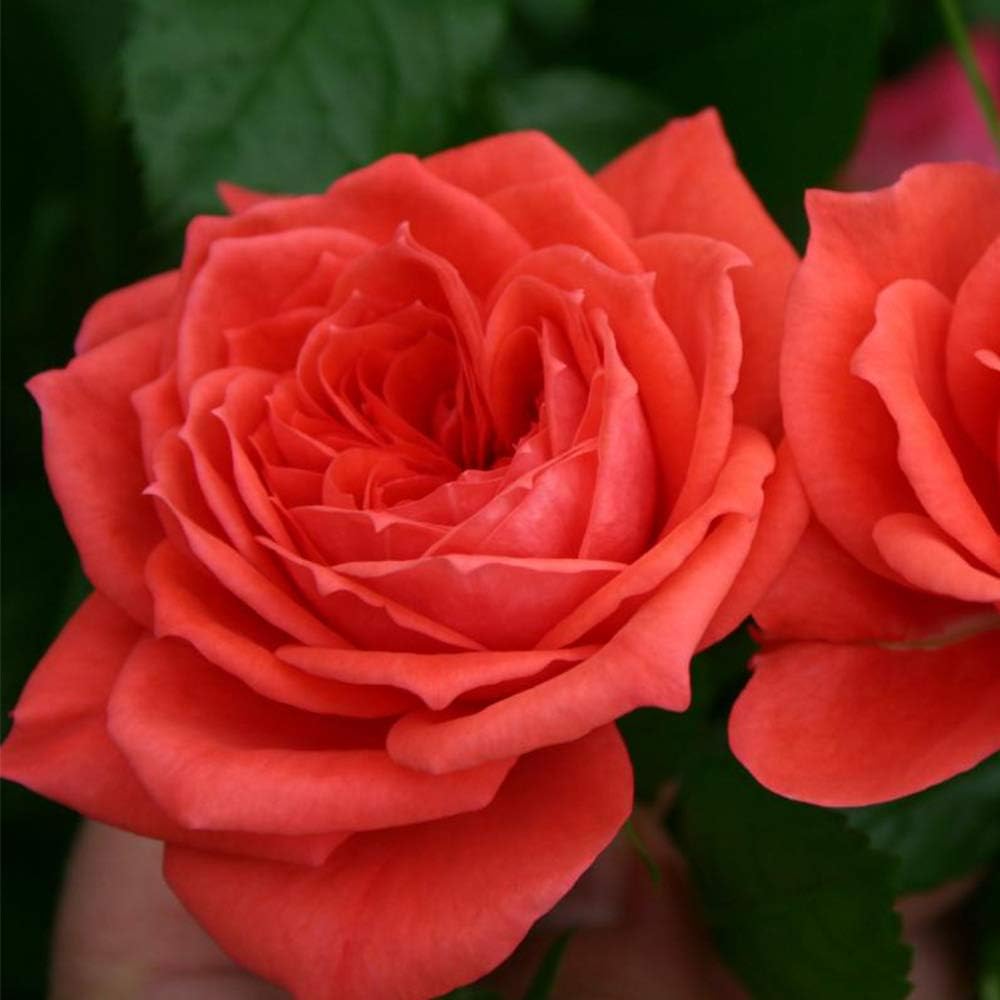 Heirloom Floribunda Roses, Live Own Root Plant for Outdoor Garden, Oh My!™, Lightly FragrantHardiness Zones: 5-10, Repeat Blooming