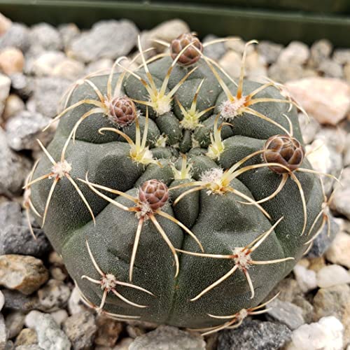 Gymnocalycium Schatzlianum Mackieanus Cacti Cactus Succulent Real Live Plant #TOP7