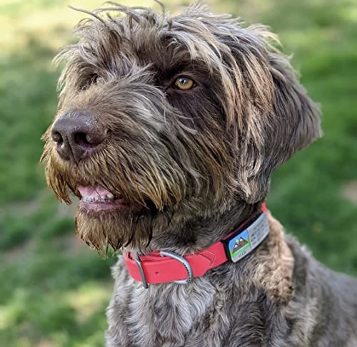 LYP Soundless Slide-On Collar Dog ID Tag - Designer Deep Engraved Silicone – Engraving Will Last - Pet ID Tags, Dog Tags, Cat Tags (Paw - Blue, Large)