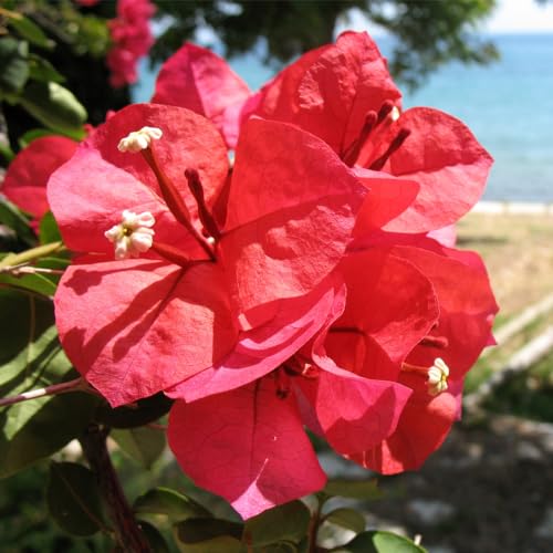 Genérico, Kit 2 Mudas de Primavera Vermelha 20 a 40cm AMK Plantas Online