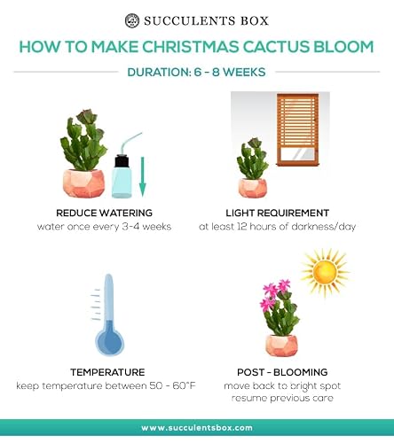 Succulents Box | Unique Collection Of Live Cactus Plants, Christmas Cactus Thanksgiving Cactus (4'' + Clay Pot), Hand Selected, Rare Varieties For Gift Or Home Décor #TOP6