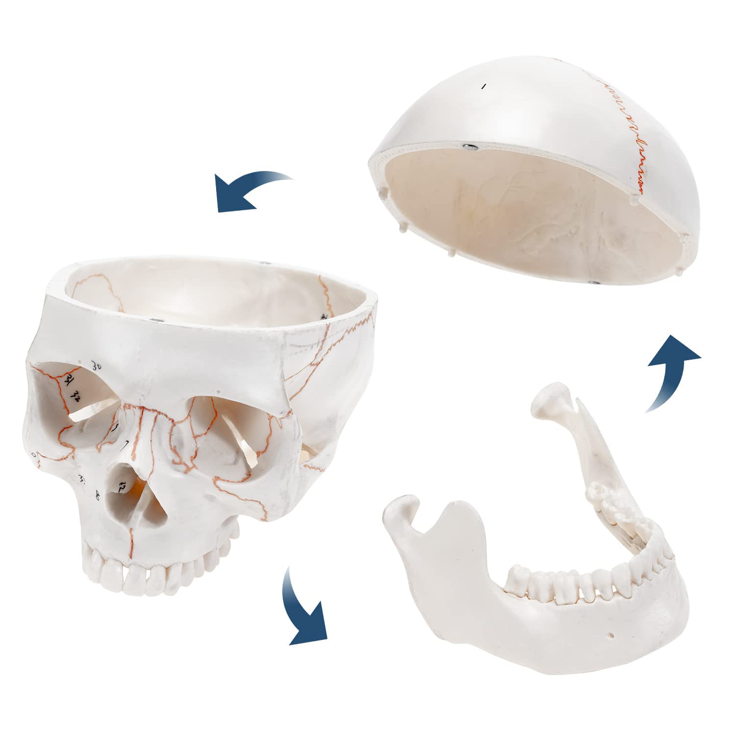 Tamaño De Vida Cabeza Humana Calavera Médica Anatómica Modelo De Cráneo Desechable 3 Partes Capa De Calavera Y Mandíbula 1: 1 Modelo De Esqueleto Humano con Suturas Óseas para Estudiante De Medicina