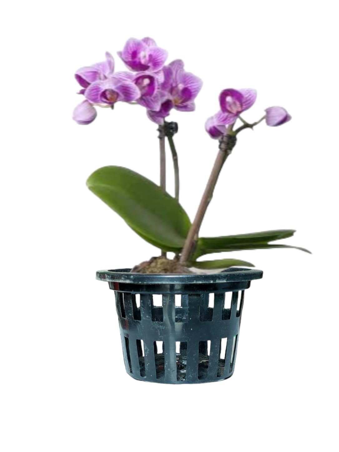 See full amazon price history chart for YK PLASTICS, Orchid Plant Pot Plastic 5 Inch Orchid/Hydroponics Pot,Pot for Orchid Plants,Black, Set of 12 Pcs YK PLASTICS, Orchid Plant Pot Plastic 5 Inch Orchid/Hydroponics Pot,Pot for Orchid Plants,Black, Set of 12 Pcs (B0CHFKTHMB) Amazon Price History, Amazon Price Tracker