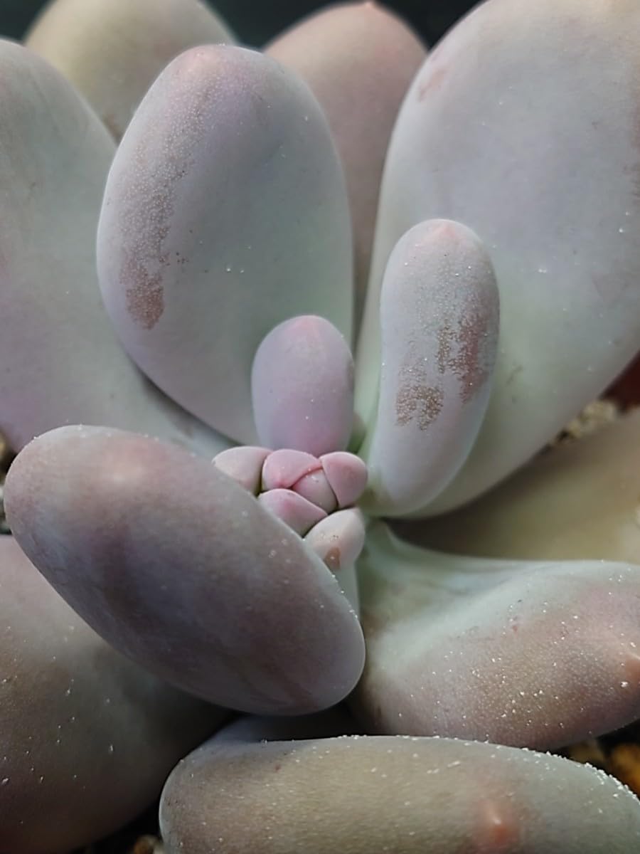 Amazon.co.jp: 多肉植物 韓国苗 ムーンストーン : DIY・工具