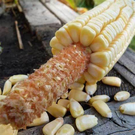 Pencil Cob Dent Corn Seeds
