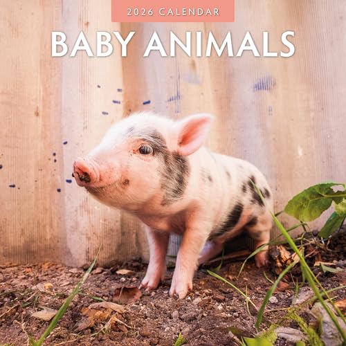 Calendario 2026 Baby Animals organizador de pared cuadrado para casa