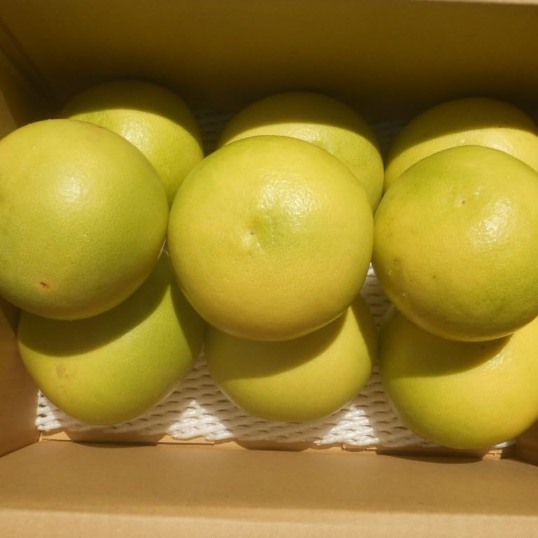 高知産　訳ありハウス水晶文旦　１２～１８玉入り　約９Kg　家庭用 000000000005-02-l.jpg?t=