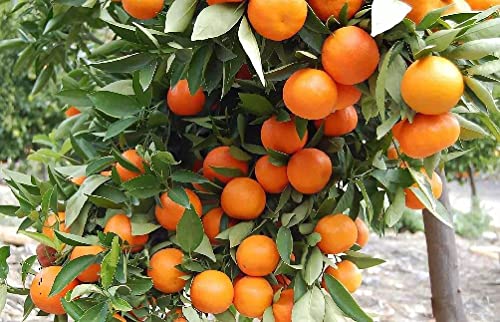 100Pcs Mandarin Orange Tree Seeds Citrus Reticulata Blanco Indoor Outdoor Fruit Plant Seeds #TOP4